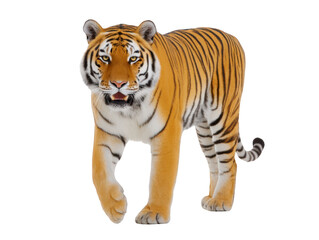 Obraz premium Tiger big cat wild animal orange fur black stripe predator walking isolated transparency background powerful