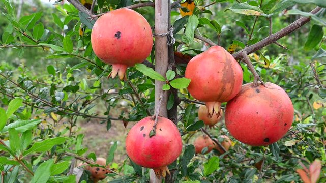 Ripe Punica granatum fruits on the tree in garden. Ripe beautiful and healthy pomegranate fruits on tree branch in pomegranate orchard ready for harvest.