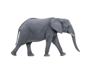 Fototapeta premium African elephant wildlife animal gray mammal large walking isolated nature safari textured skin tusk trunk ear terrestrial herbivore majestic outdoors savanna conservation endangered fauna side