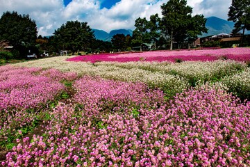 久住高原の千日紅
