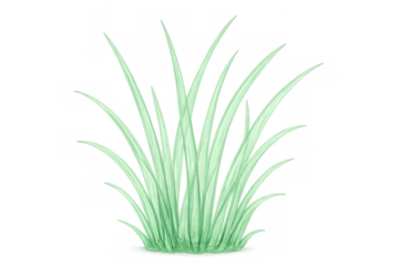 Green grass plant forming a natural tuft, fresh lawn blades illustrating spring and nature greenery, transparent background