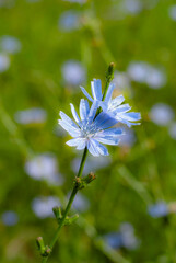 Vibrant Blue Chicory Flower in a Green Field