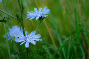 Close-up of Blue Chicory Flowers in a Green Field