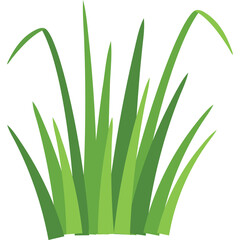 A Bunch of Tall Green Grass Blades Growing Upwards on a Transparent Background Isolated Nature Element