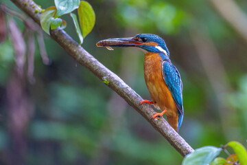 Eisvogel (Alcedo atthis) Männchen