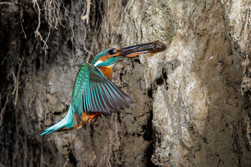 Eisvogel (Alcedo atthis) Weibchen