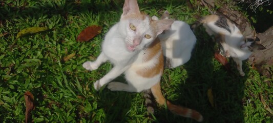 Spotted Kitten Scratching on Green Grass Outdoors in Sunlight