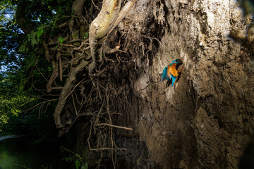 Eisvogel (Alcedo atthis) Männchen
