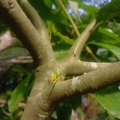 Close-up Tree Branch with Green Leaves and Emerging Buds