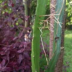 Green Cactus Leaf with Roots Growing in Garden Setting, Overhead View