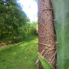 Aerial Roots Growing on Branch with Green Foliage in Garden Setting