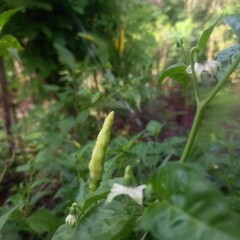 Fresh Green Chili Pepper Growing on Plant in Lush Garden