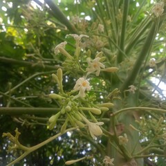 Delicate White Flower Blossoms Blooming on Tree with Green Stem in Outdoor Setting