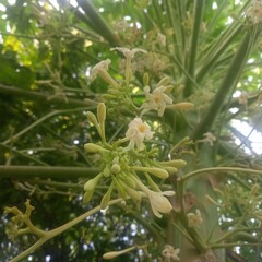 Delicate White Flowers Blooming on Tree Branch with Green Buds