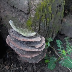 Shelf Fungus Growing on Mossy Log with Green Plants Around