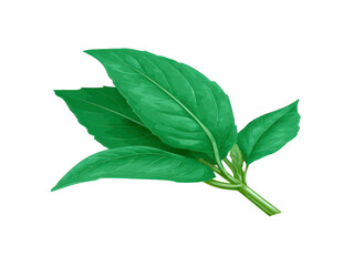 Obraz premium Fresh green basil leaf isolated on transparency background, aromatic herb used in cooking, healthy ingredient, natural flavor, organic plant, culinary seasoning, vibrant and fresh