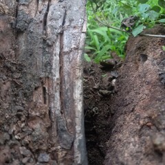 Decaying Wood Logs with Greenery, Weathered Texture in Natural Outdoor Setting