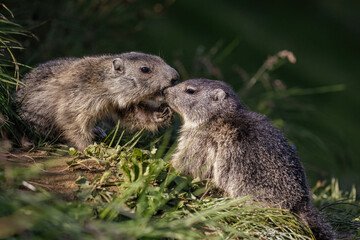 Alpenmurmeltier (Marmota marmota)