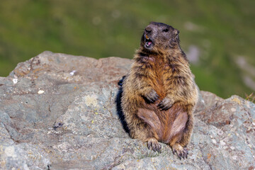 Alpenmurmeltier (Marmota marmota)