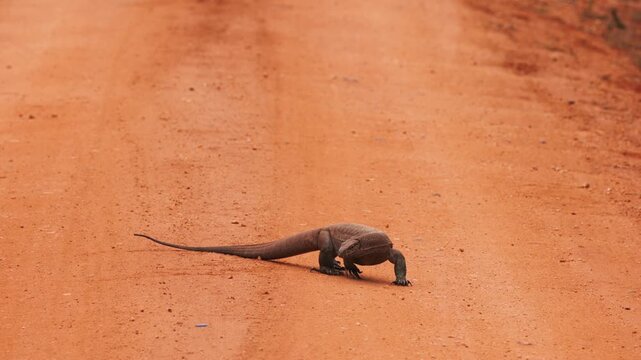 Bengal Monitor Lizard Varanus walking across a dirt road in natural habitat. Wild reptile in motion, tropical wildlife behavior, perfect for nature documentaries. Slow motion 120 fps video.