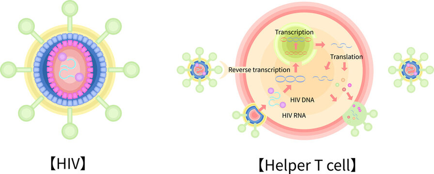 HIV　CD4ヘルパーT細胞　感染　増殖　イラスト　英語