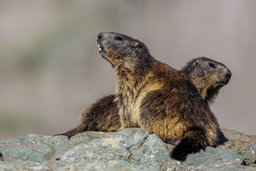 Alpenmurmeltier (Marmota marmota)