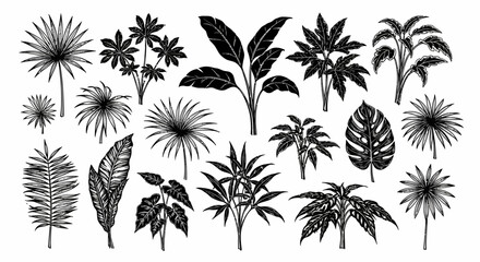 Collection of hand-drawn tropical palm leaves and jungle foliage. Set of exotic plant silhouette vector illustrations for design elements © Jonathan