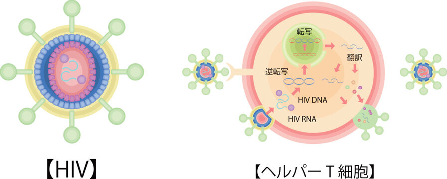 HIV　CD4ヘルパーT細胞　感染　増殖　イラスト　日本語