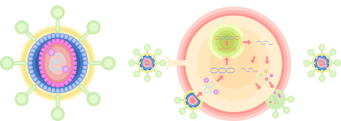 HIV　CD4ヘルパーT細胞　感染　増殖　イラスト