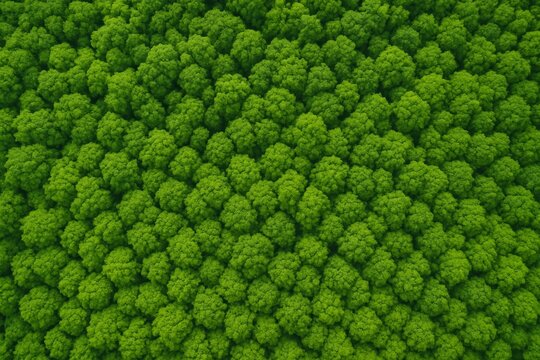 Dense green forest canopy top view with lush tree crowns forming a natural pattern in an abstract plant concept background surrounded by vibrant foliage. Ai generative