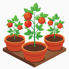 potted tomato  plant with green leaves