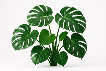 Lush green monstera plant with split leaves isolated on a white background, stylized botanical concept with clean modern presentation. Ai generative