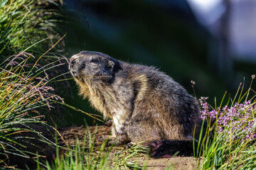 Alpenmurmeltier (Marmota marmota)