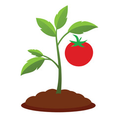 Vector illustration of a fresh tomato tree and a red ripe tomato fruit on a white background, symbolizing healthy food and nature's growth
