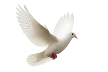 White dove with wings spread in flight