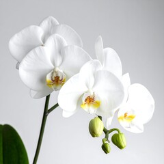 Close-up of delicate white orchid blooms against a soft gray backdrop