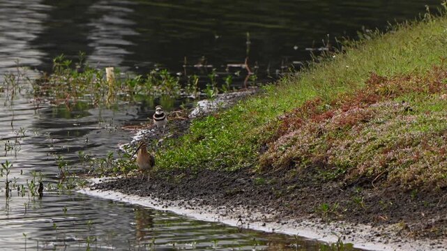 Wilson's snipe and a killdeer