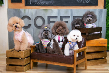 Many cute toy or miniature poodle dogs in different colours smiling happily on coffee shop background with wooden crates, looking at the camera, studio photoshoot