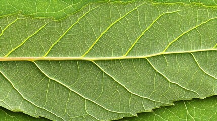 Obraz premium Exploring leaf structures nature botanical photography close-up organic patterns