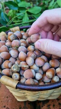 Freshly harvested hazelnuts in a rustic basket surrounded by autumn leaves, symbolizing fall harvest and natural organic food.