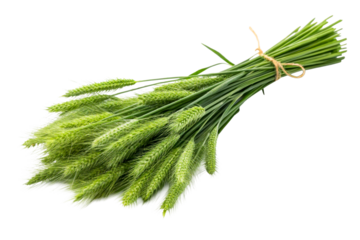 Fresh green wheat stalks bound with twine