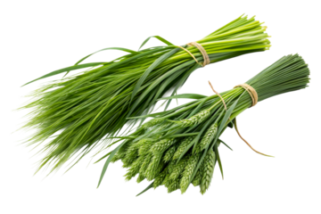 Fresh green wheat stalks bundled with twine