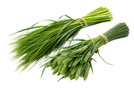 Fresh green wheat stalks bundled with twine