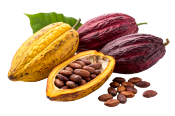 Fresh Cocoa Pods and Beans on White Surface