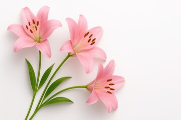 Obraz premium Pink lilies top down flat lay of three stems fanned in a gentle arc with generous copy space on white
