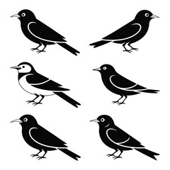 set of birds