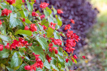 Begonia semperflorens flowers in a flowerbed