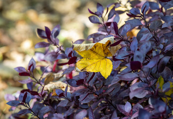 Yellow autumn leaf on purple basil leaves
 