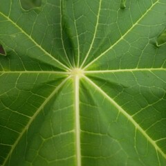 Green Leaf Macro with Veins Detailed Close-up Plant Texture