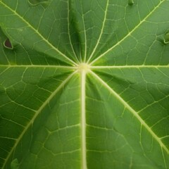 Bright Green Leaf Macro with Radial Veins Pattern